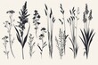 A series of black and white drawings of various flowers and plants