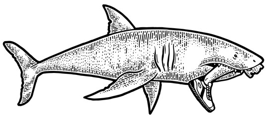 Shark with bitten off foot leg in mouth sketch engraving PNG illustration. Tee shirt apparel print design. Scratch board style imitation. Black and white hand drawn image.