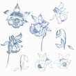 Collection of vector hand drawn aquilegia flowers