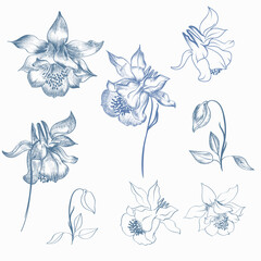 Poster - Collection of vector hand drawn aquilegia flowers