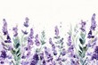 Watercolor illustration of lavender branches on a white background. Artistic banner of beautiful flowers drawn by hand.