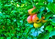 Fruit on tree, red apples on a tree, garden
