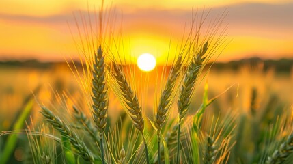 Close view of barley grains with a wide field backdrop under a bright yellow sunset sky, capturing the essence of a peaceful evening