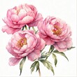 Watercolor pink peony flowers clip art, floral illustration	
