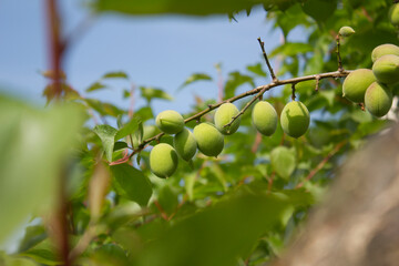 Wall Mural - Plums hanging on branches on a farm.