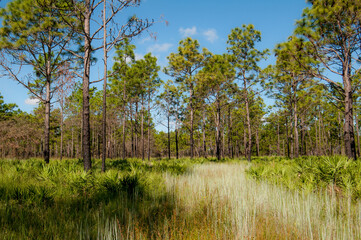 pine flatwoods habitat at triple creek preserve in riverview, florida. longleaf and slash pines with