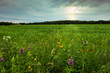 Vivid wildflowers dot a field as the sun emerges from the stormy sky, casting its warm sunrays on the Texas Hill Country landscape during a spring day.