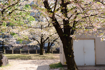 Sticker - Tenjin Central Park spring cherry blossoms in Fukuoka, Japan