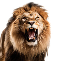 Wall Mural - Male African lion roaring isolated on transparent background