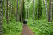Summer forest landscape. Tourists travel on foot along a forest path, summer outdoor activities, hiking.