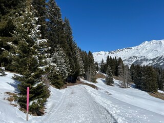 Wall Mural - Excellently arranged and cleaned winter trails for walking, hiking, sports and recreation in the area of the tourist resorts of Valbella and Lenzerheide in the Swiss Alps - Switzerland (Schweiz)