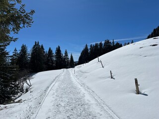 Wall Mural - Excellently arranged and cleaned winter trails for walking, hiking, sports and recreation in the area of the tourist resorts of Valbella and Lenzerheide in the Swiss Alps - Switzerland (Schweiz)