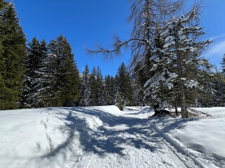 Wall Mural - Excellently arranged and cleaned winter trails for walking, hiking, sports and recreation in the area of the tourist resorts of Valbella and Lenzerheide in the Swiss Alps - Switzerland (Schweiz)