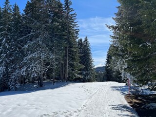 Wall Mural - Excellently arranged and cleaned winter trails for walking, hiking, sports and recreation in the area of the tourist resorts of Valbella and Lenzerheide in the Swiss Alps - Switzerland (Schweiz)