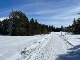 Wall Mural - Excellently arranged and cleaned winter trails for walking, hiking, sports and recreation in the area of the tourist resorts of Valbella and Lenzerheide in the Swiss Alps - Switzerland (Schweiz)