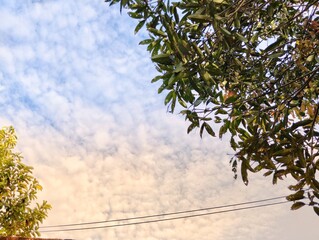 Green leaves under the sky background 