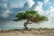Exploring the Aromatic Trees  in the Middle East - A Healing Adventure