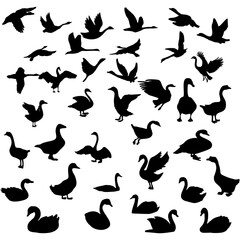 Wall Mural - black silhouette of a swan or duck