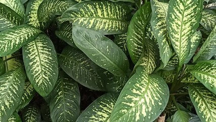 Dieffenbachia