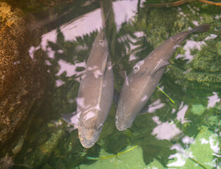 Wall Mural - Arapaima gigas, one of the largest fish living in the Amazon River