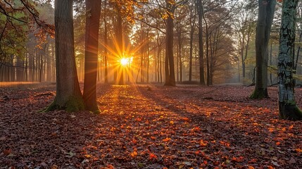 Wall Mural -  beauty of a sunrise over a tranquil forest