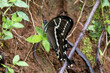 Ein Papilio delalande Schmetterlings Männchen aus dem madegassischen Nationalpark Amberwald