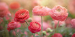 Pastel pink and red Ranunculus flowers on blurry background
