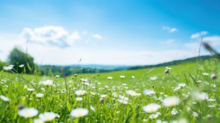 Wall Mural - green meadow teeming with wildflowers under a clear blue sky, 