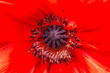 Red poppy flower macro view