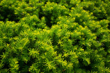 Canvas Print - taxus baccata close up. green branches of yew tree(taxus baccata, english yew, european yew).