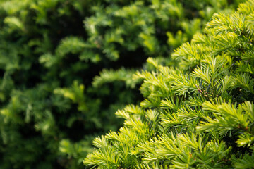Canvas Print - taxus baccata close up. green branches of yew tree(taxus baccata, english yew, european yew).