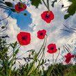 View from below of blooming poppy flowers on green meadow. Papaveraceae family plants in the botanical garden. Floral background.