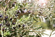 Horizontal banner with ripe black olives on olive tree. Olive branch close up on sunny background. Mock up template. Copy space for text