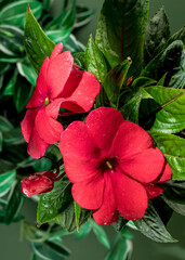 Wall Mural - Blooming red impatiens hawkeri flowers on a green background