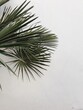 Palm tree leaves. Beautiful summer exotic tropical nature background. Summer travel, vacation concept
