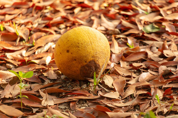 Wall Mural - Grapefruit fruits lie on the ground