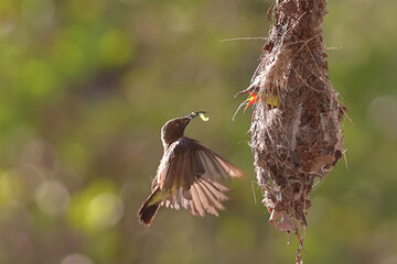 Olive-backed sunbird feeding the chick with green nature background.