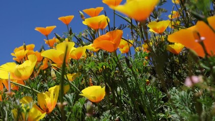 Wall Mural - California golden poppies glow under the sunlight in a natural setting. High quality 4k footage