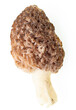 fresh morel mushrooms on white background.