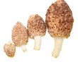fresh morel mushrooms on white background.