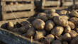Freshly harvested potatoes in a rustic crate bask in the golden hour sunlight.