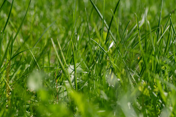 Fresh morning spring grass in early morning. Sunny day concept. Natural background