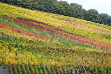 Poster - Weinberg an der Mosel