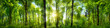 Extra wide panorama of an amazing scenic forest with fresh green beech trees and the sun casting its rays of light through the foliage 