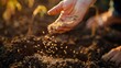 © Natalia - Close-up shot of a hand sowing seeds into fertile soil backlit by golden sunlight.