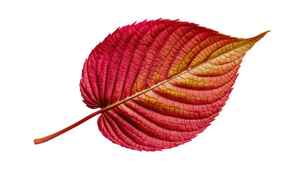 Wall Mural - isolated autumn leaf, GENERATIVE AI