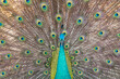 peacock with open tail feathers as background