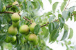 Ripening pears on a tree in a garden