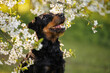 cute jagdterrier dog portrait outdoors with cherry blossom