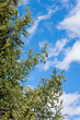 © ADDICTIVE STOCK - Spruce tree branches under blue sky with fluffy clouds